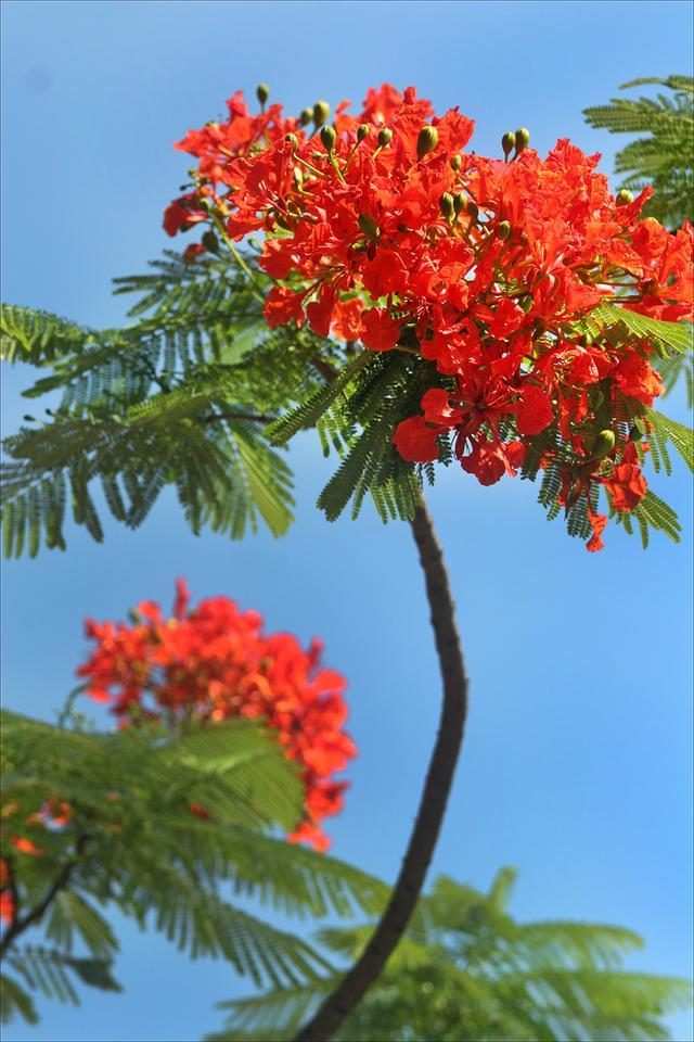 狀元紅，揭秘4987最準(zhǔn)最快的秘密武器，狀元紅，揭秘最準(zhǔn)最快的秘密武器 4987