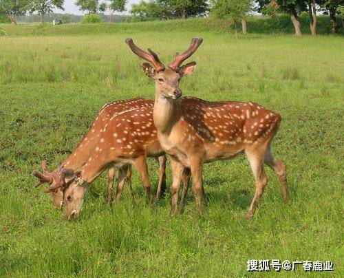 最新版本的6566cc澳彩資料大全介紹及特色功能解析，最新6566cc澳彩資料大全介紹與特色功能深度解析