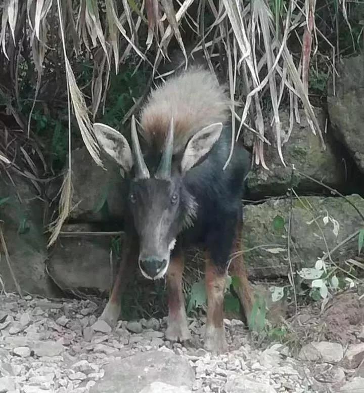揭秘四不像一肖圖王中王身份之謎——探尋背后的神秘人物，揭秘四不像一肖圖王中王背后的神秘人物身份之謎