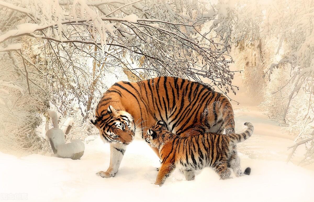 揭秘十二生肖之王，20一肖動物圖王中王，揭秘十二生肖之王，揭秘圖王中的動物之王