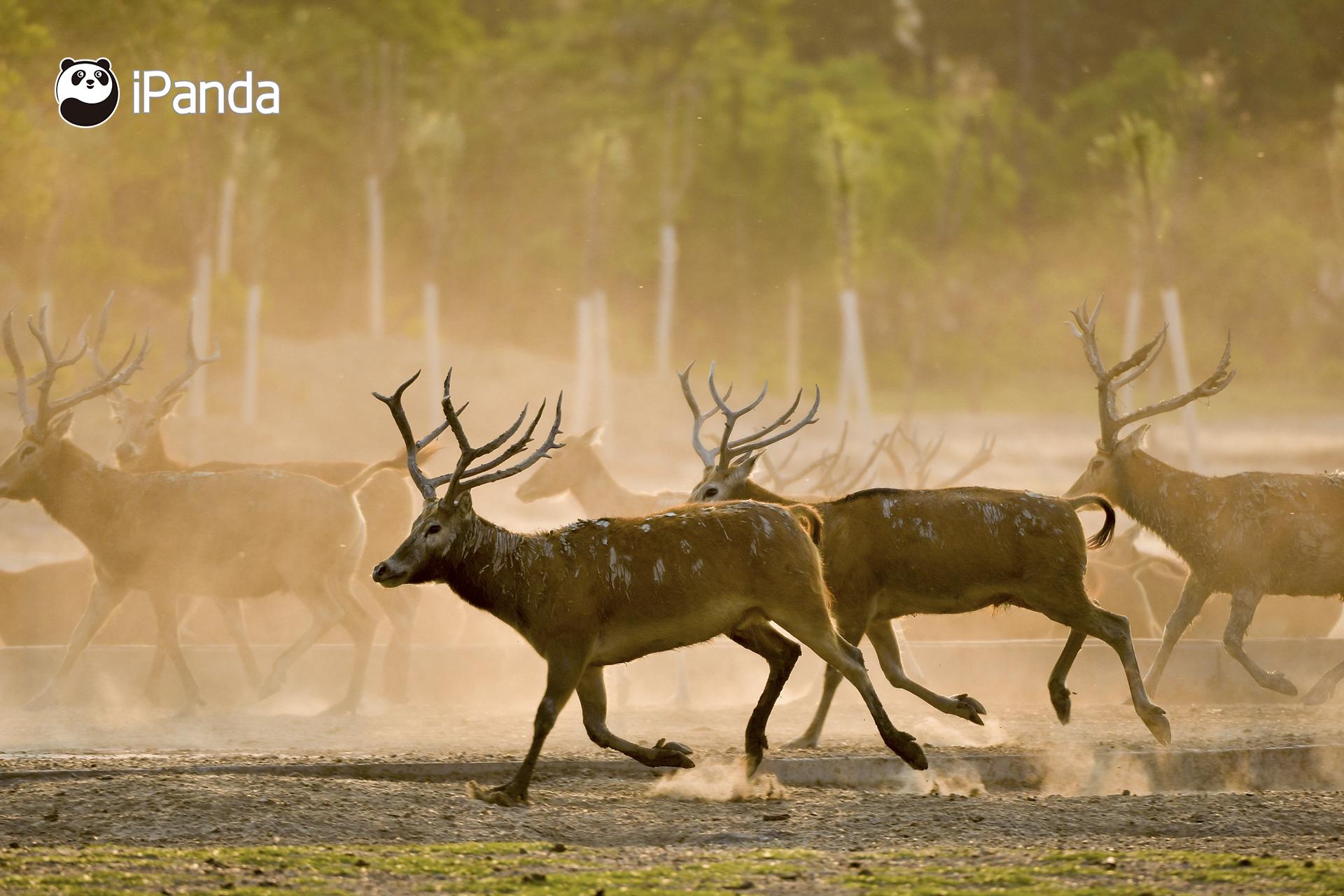 澳門今晚開特馬四不像圖