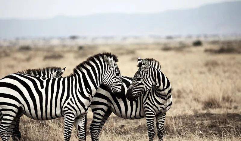 澳門(mén)一碼一肖一待一中四不像——揭開(kāi)神秘面紗下的真相，澳門(mén)神秘事件揭秘，一碼一肖一待一中四不像真相探索