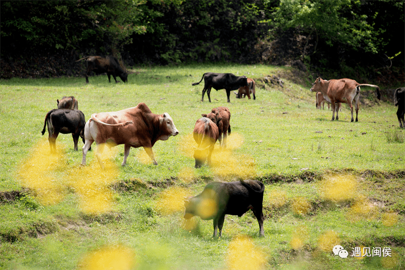 四不像圖王中王平知一肖——深度解析與探索，四不像圖王中王平知一肖，深度剖析與探索