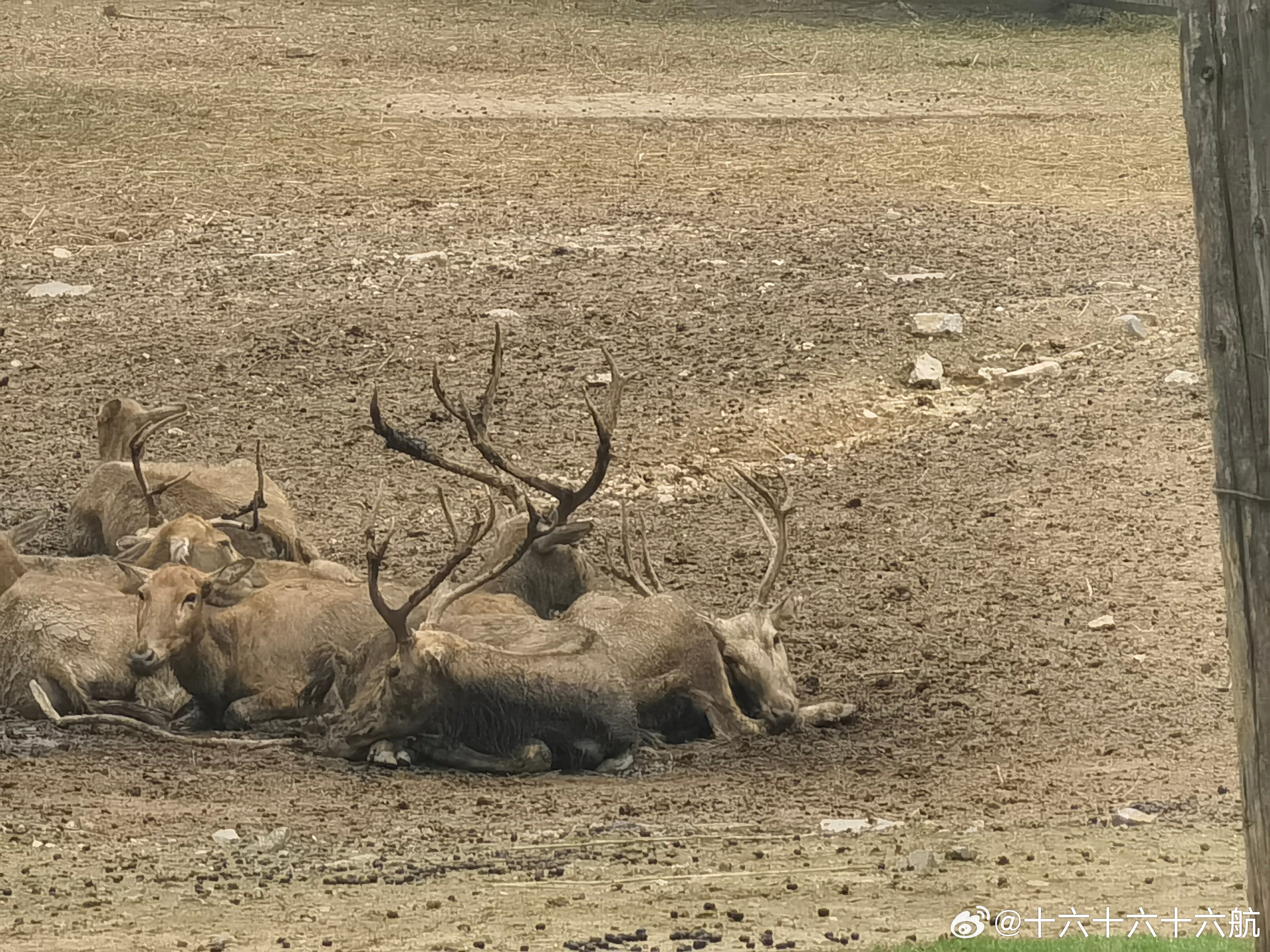 四不像王中王，一肖中特——揭秘神秘生肖魅力，揭秘神秘生肖魅力，四不像王中王，一肖中特之奧秘