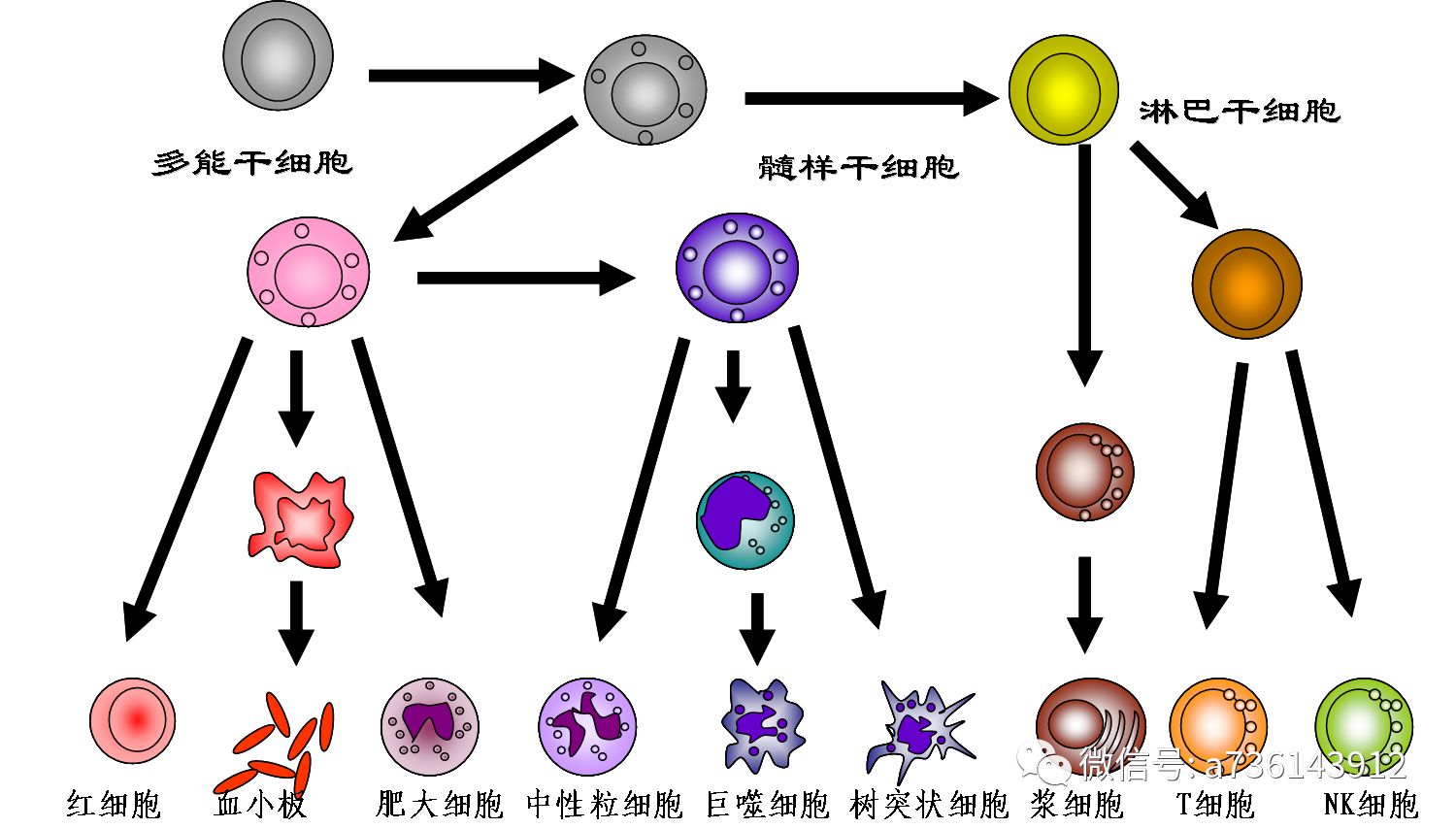 免疫球蛋白，功效與作用解析，免疫球蛋白，功效與作用的深度解析
