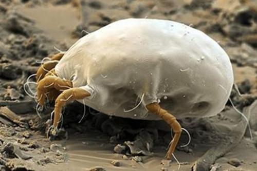 螨蟲圖片，了解螨蟲，預(yù)防與應(yīng)對(duì)，螨蟲知識(shí)大全，圖片展示、預(yù)防與應(yīng)對(duì)策略