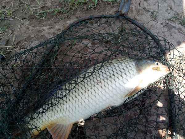 王中王中平碼一肖尾的秘密與SEO優(yōu)化策略探討，王中王中平碼一肖尾的秘密與SEO策略深度探討