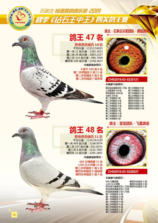 王中王一肖特四，深度解析與SEO優(yōu)化策略，王中王一肖特四深度解析與SEO優(yōu)化策略探討