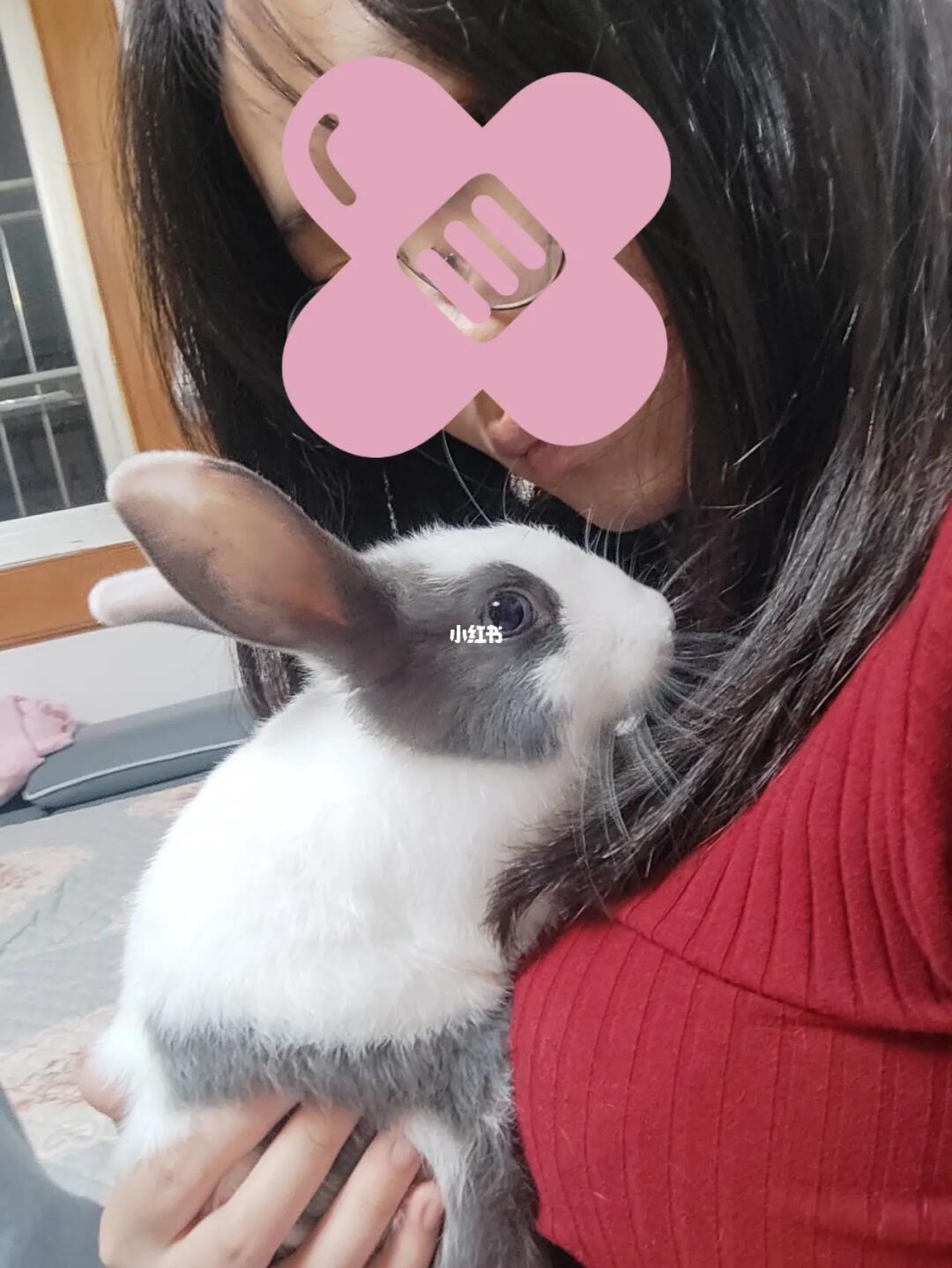 探索美食之旅，如何優(yōu)雅地享受小兔子美食——一種獨(dú)特的姿勢(shì)分享，優(yōu)雅品味小兔子美食，一場(chǎng)獨(dú)特的美食探索之旅