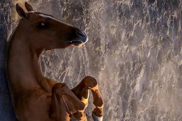 揭秘彩票背后的秘密，揭秘王中王四不像出一肖背后的奧秘，揭秘彩票王中王四不像出一肖背后的神秘秘密