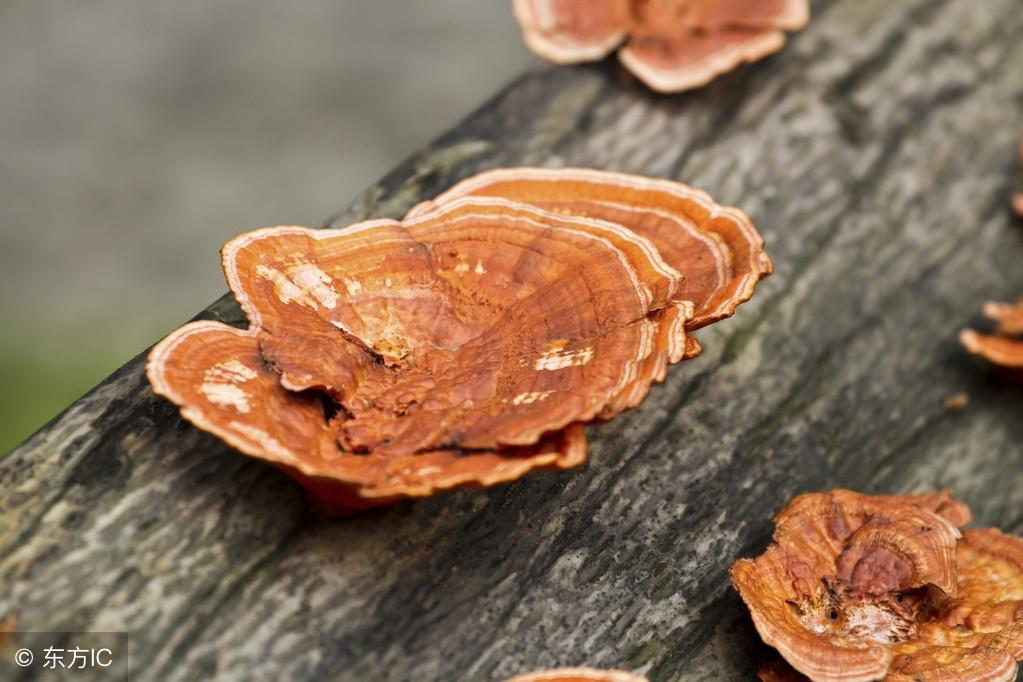 袍子粉的功效與作用，深入了解傳統(tǒng)中藥材的魅力，袍子粉的功效與作用，揭示傳統(tǒng)中藥材的奧秘與魅力