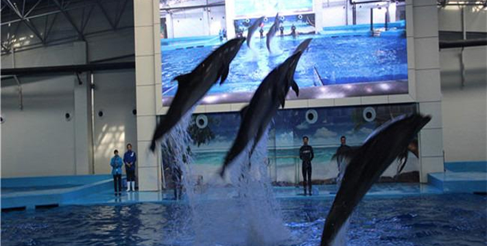 合肥海洋館門票價(jià)格詳解，合肥海洋館門票價(jià)格全面解析