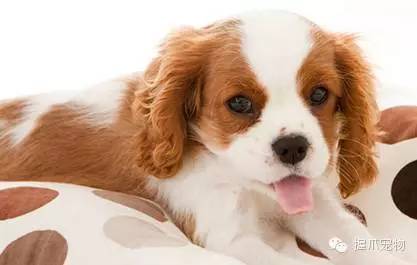 探索全新狗狗玄機(jī)，7777788888新版揭秘，揭秘全新狗狗奧秘，新版探索揭秘活動(dòng)開啟